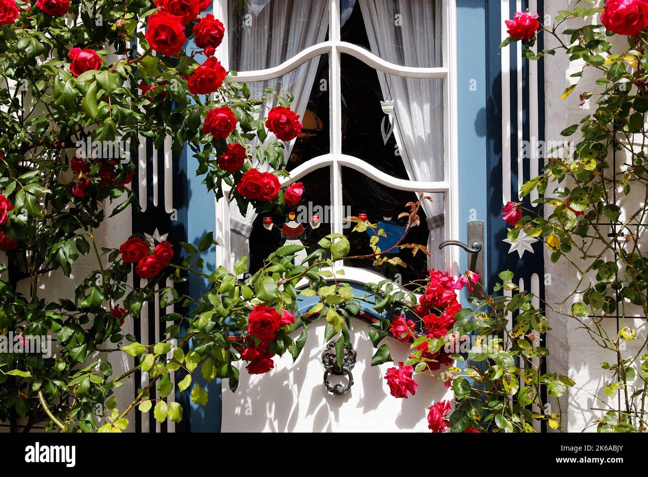 Roses rouges devant la porte bleue et blanche de la Maison Frison, Wyk, Fohr, îles Northfrises, Allemagne Banque D'Images