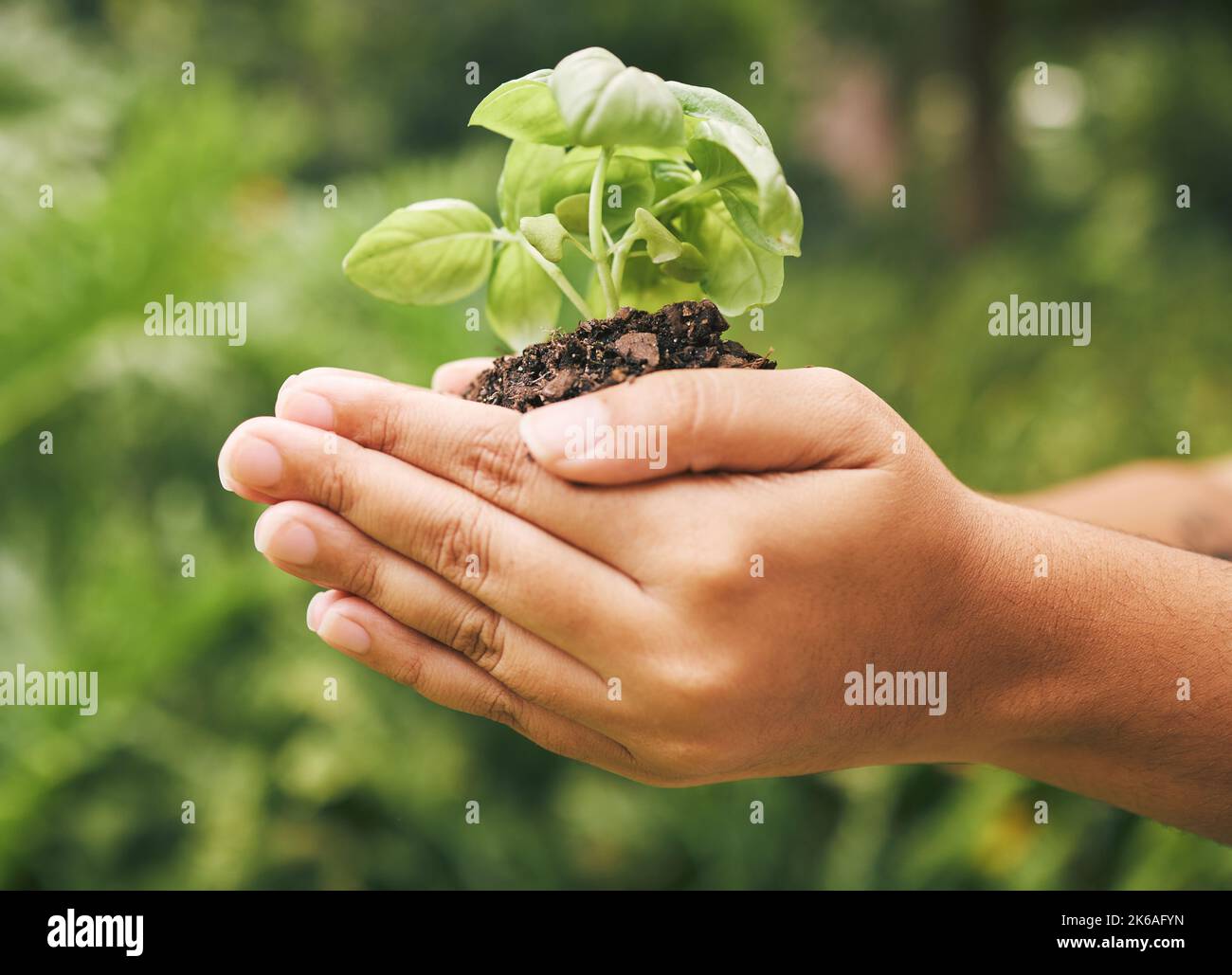 Plante, croissance et mains à l'appui de la durabilité, l'agriculture et le début du projet de jardinage sur un fond vert flou. Environnement naturel Banque D'Images