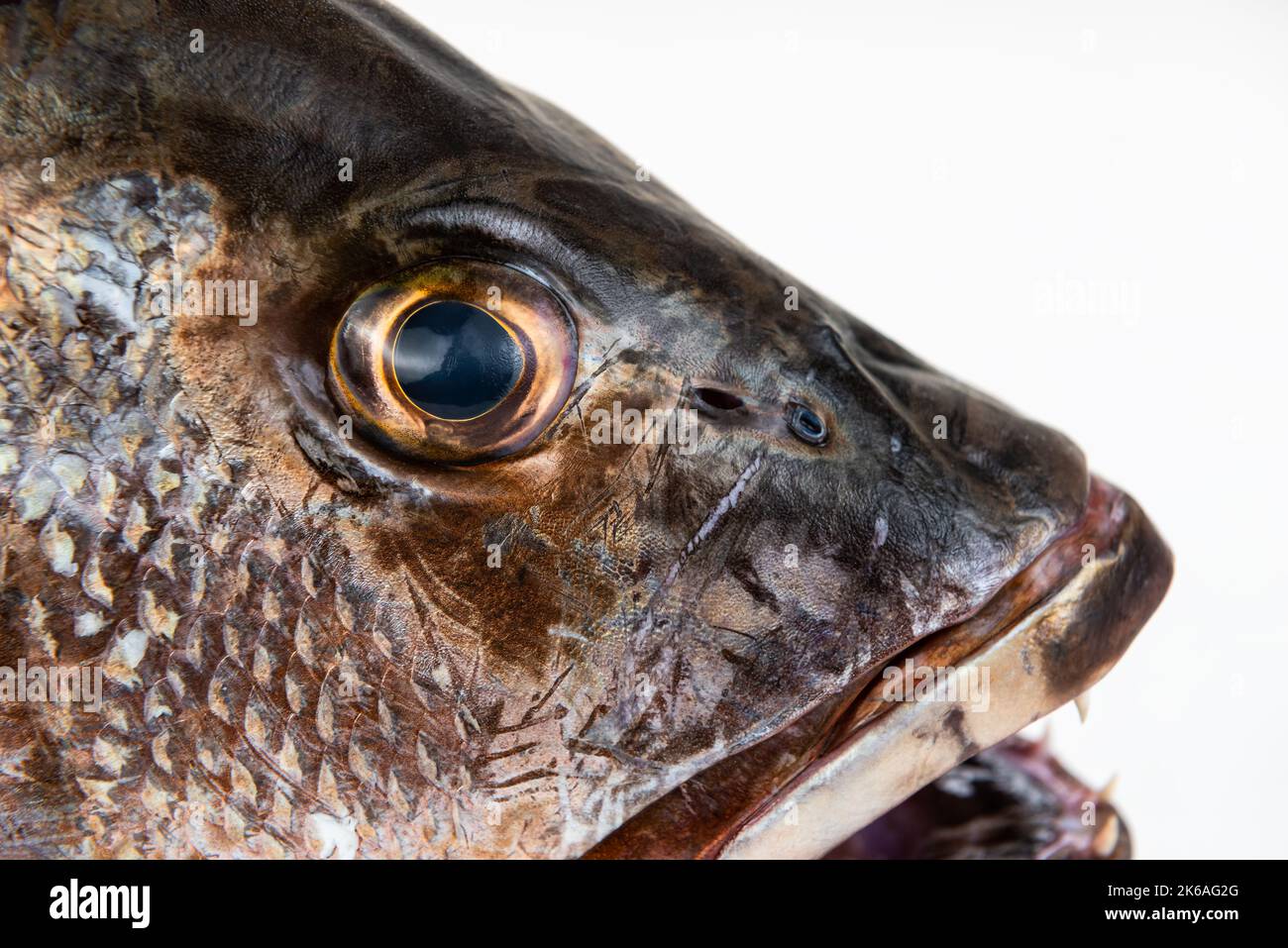 Vivaneau gris de mangrove œil de poisson dents acérées gros plan bouche ouverte macro Banque D'Images