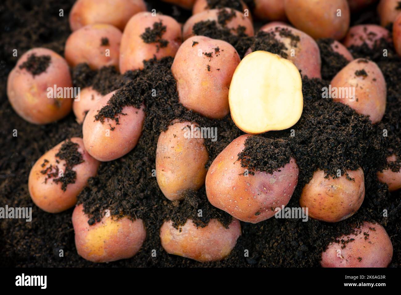 Pommes de terre rouges bio nouveau groupe de culture sol produire tas de récolte Banque D'Images