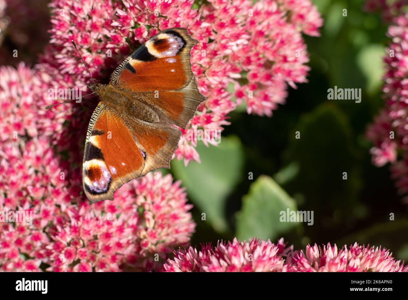 Un papillon de paon mange sur une fleur rose de Sedum - chou de lièvre. Un parterre de fleurs pollinisation par les insectes. Les papillons volent. Nature ensoleillé jour. Insecte. Ailes de papillon. Plante verte en gros plan. Banque D'Images