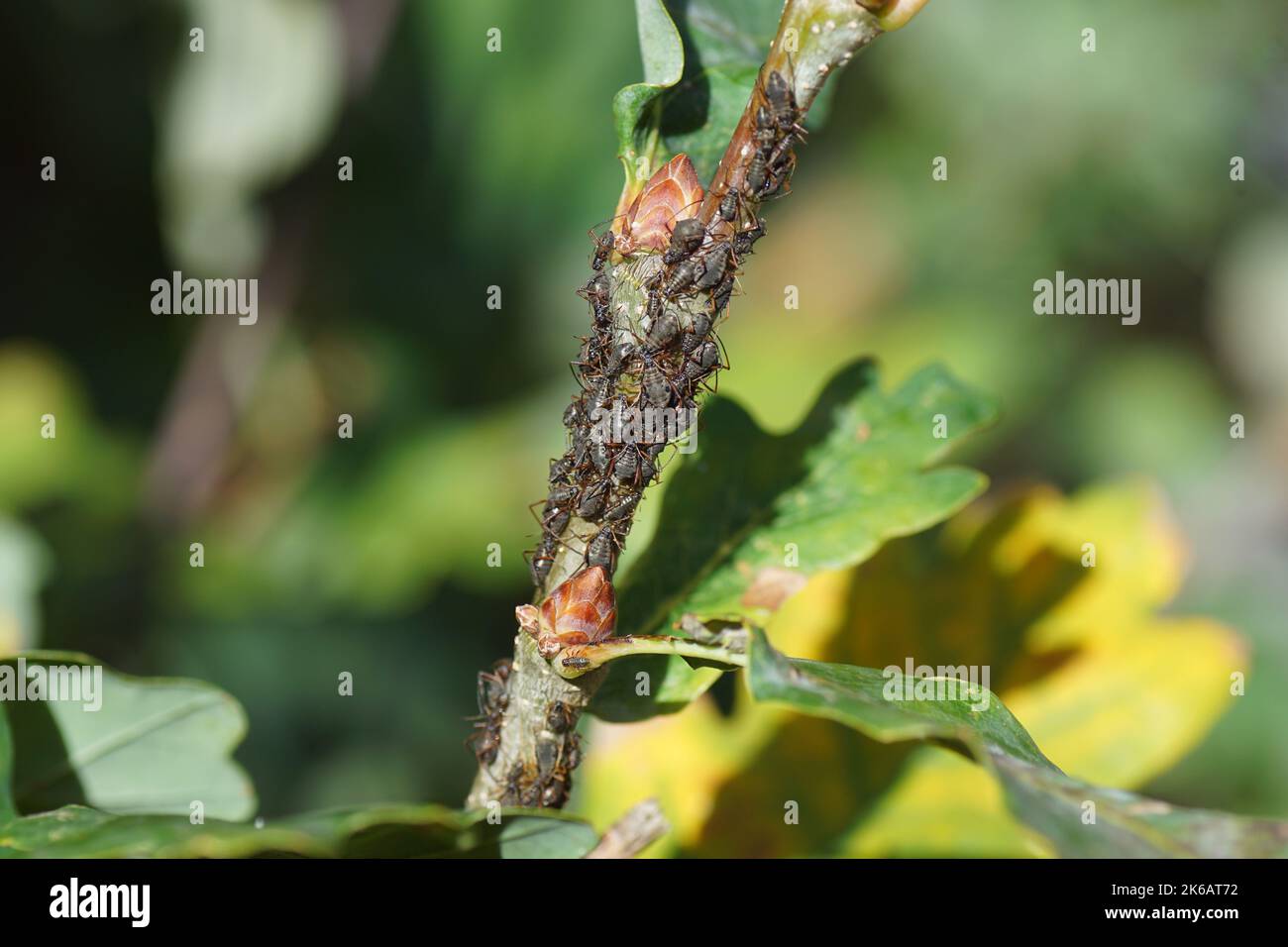 Plusieurs pucerons de chêne (Lachnus roboris) sur une tige de chêne (Quercus). Automne, octobre jardin hollandais Banque D'Images