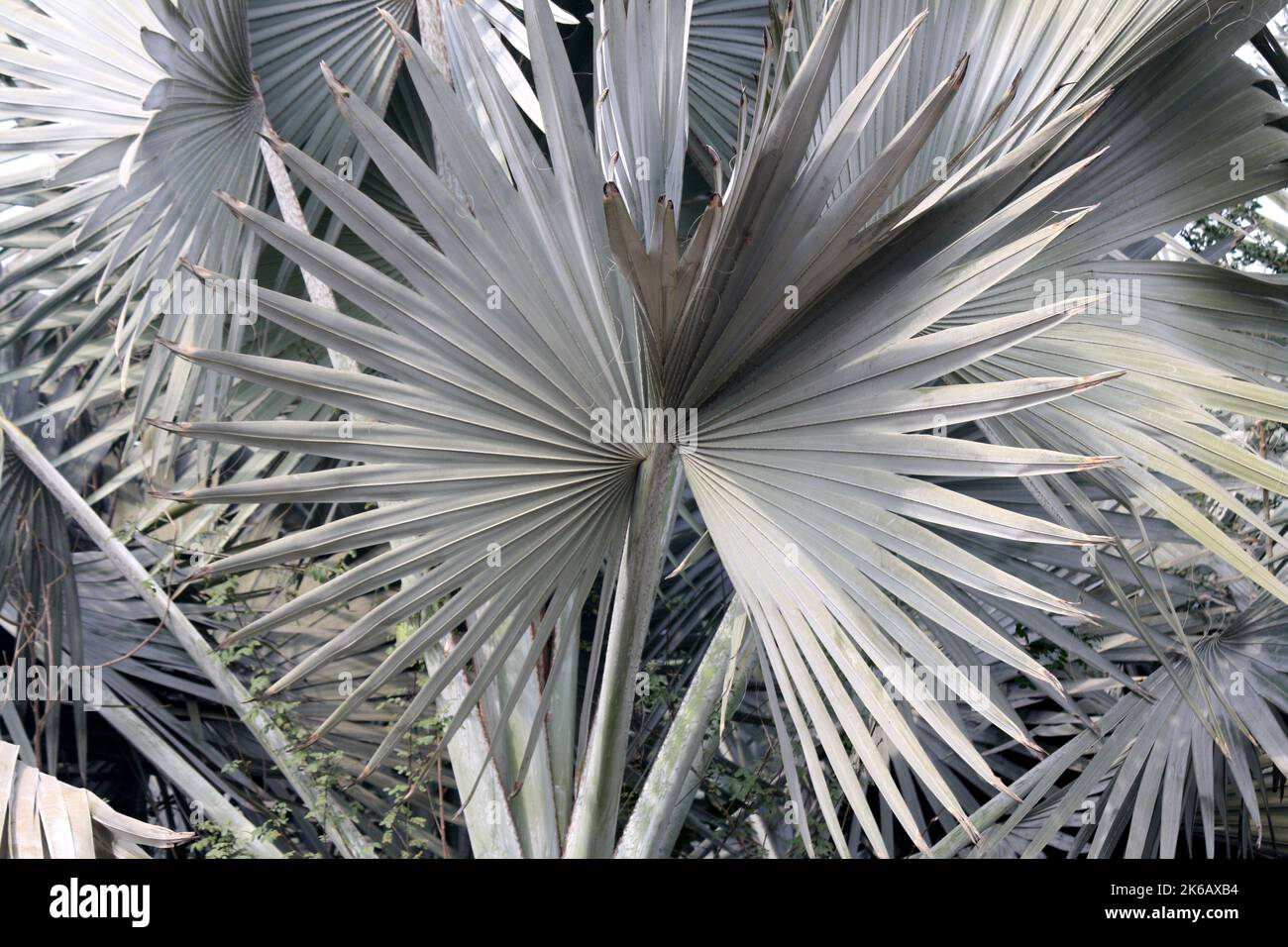 Palmier Bismarck (Bismarckia noblis) avec d'énormes feuilles gris argenté dans un parc : (pix SShukla) Banque D'Images