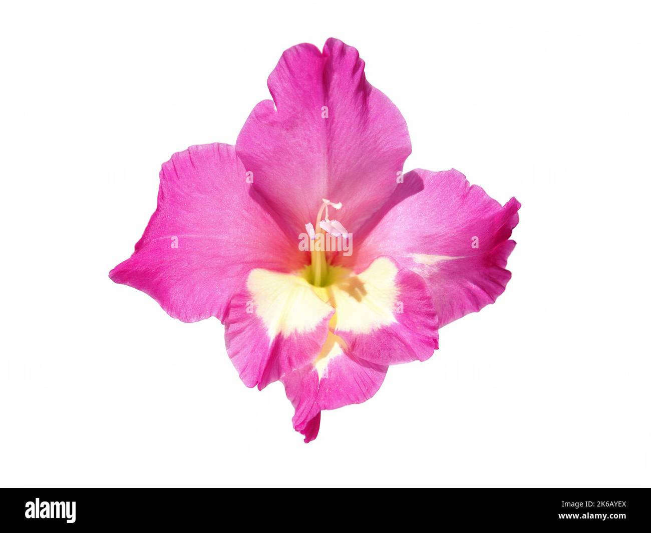 Fleur de gladiolus rose, isolée sur blanc Banque D'Images