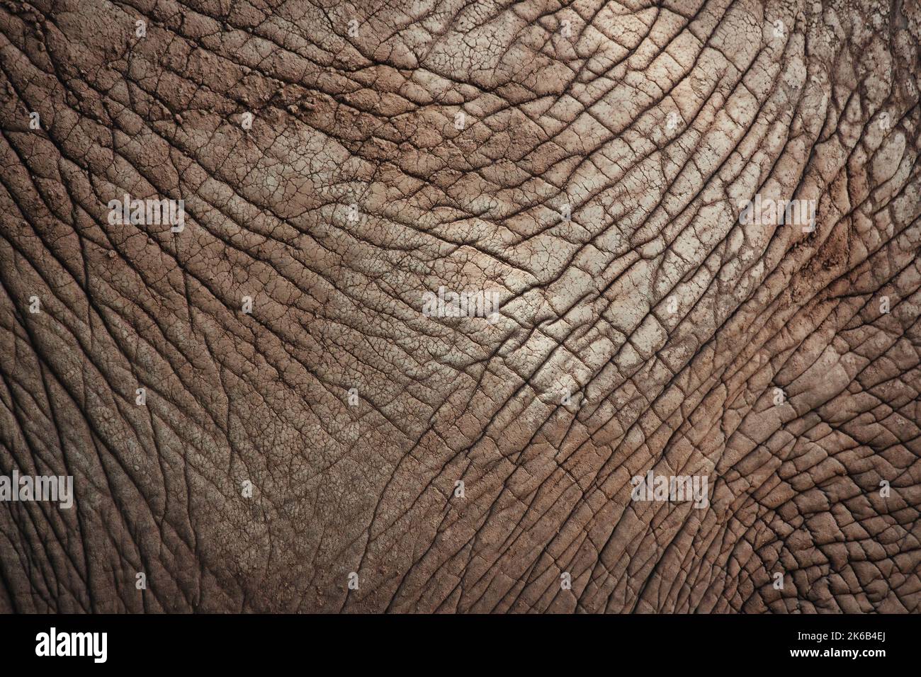 Gros plan sur la texture de la peau de l'éléphant brun clair - parfait pour un arrière-plan abstrait Banque D'Images