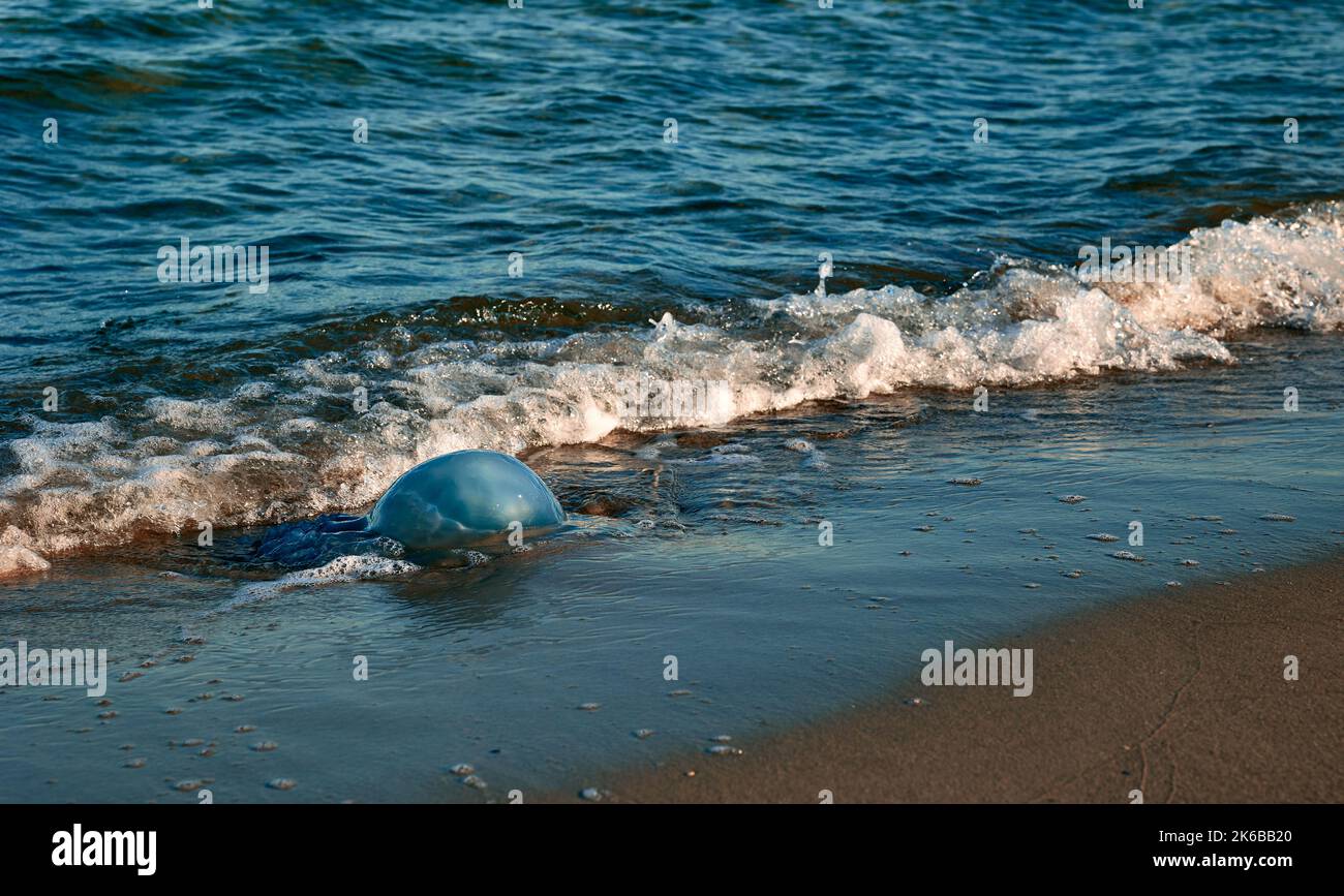 Méduses mortes près de la rive dans la mer du soir Banque D'Images
