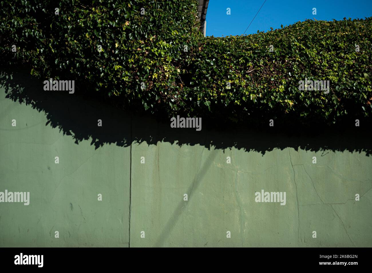 Vert sauge peint Old Wall avec haie surcultivée et Blue Sky Sunny Day Banque D'Images
