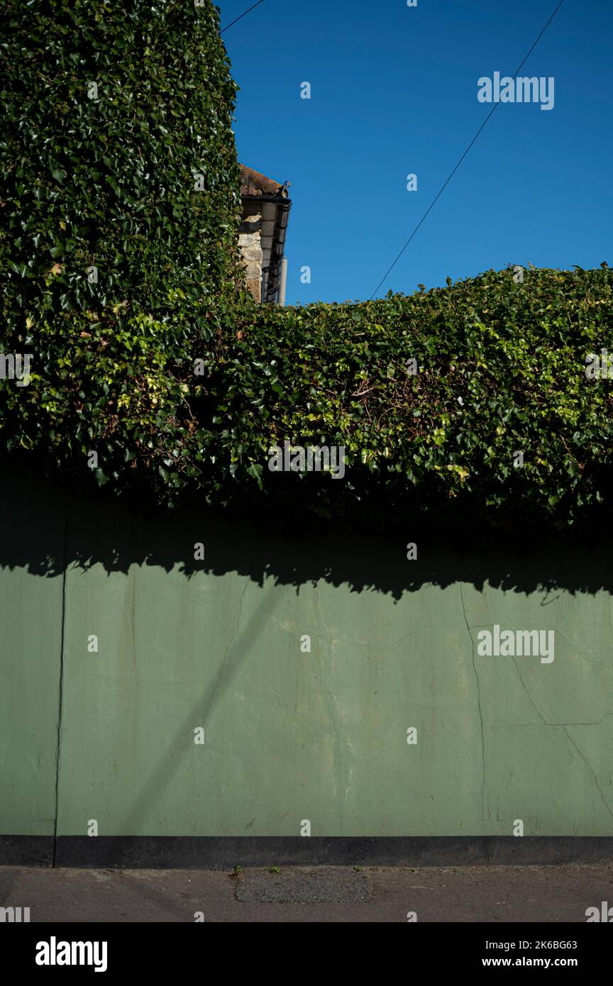 Vert sauge peint Old Wall avec haie surcultivée et Blue Sky Sunny Day Banque D'Images