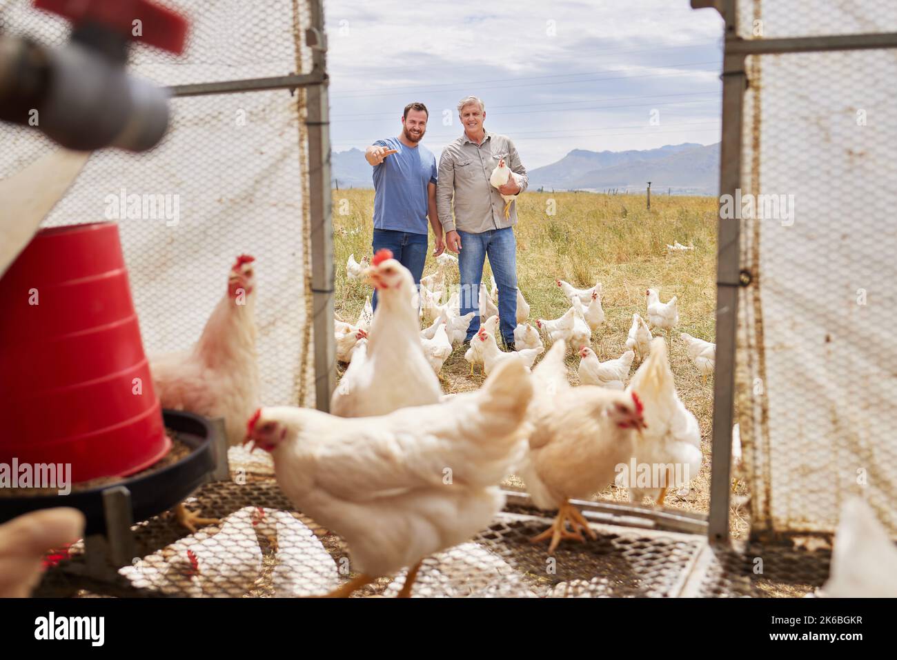 Collaborer sur leur ferme florissante. Deux hommes travaillent ensemble sur une ferme avicole. Banque D'Images