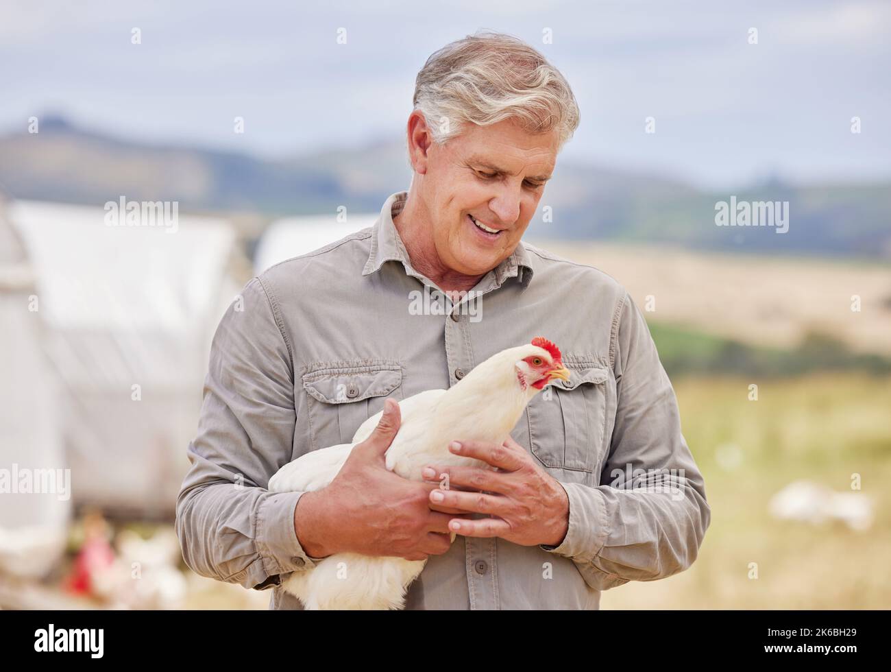 On dirait que c'est un homme mûr qui travaille sur une ferme avicole. Banque D'Images