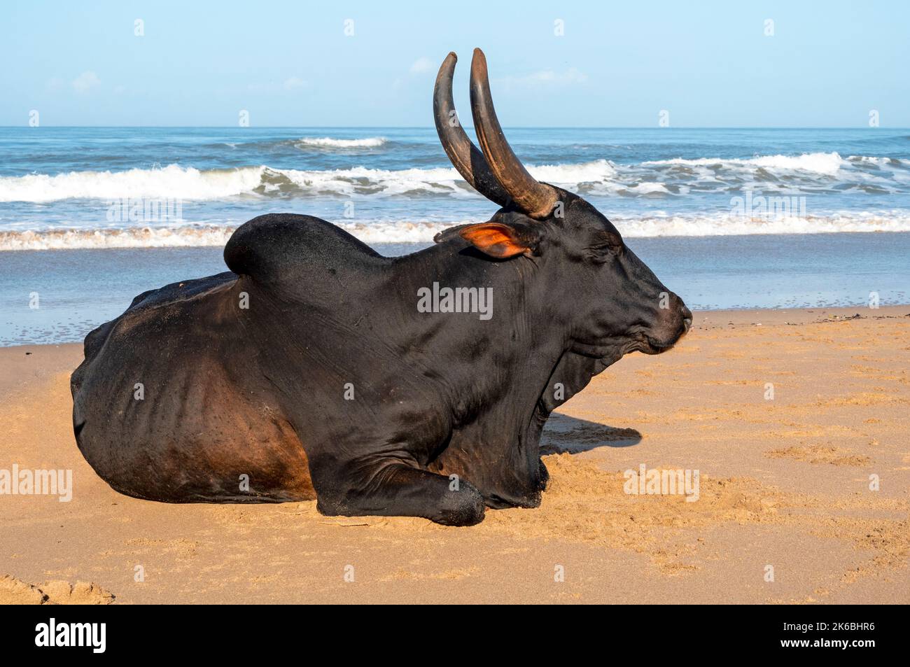 Vache noire domestique sur la plage à Goa, Inde Banque D'Images