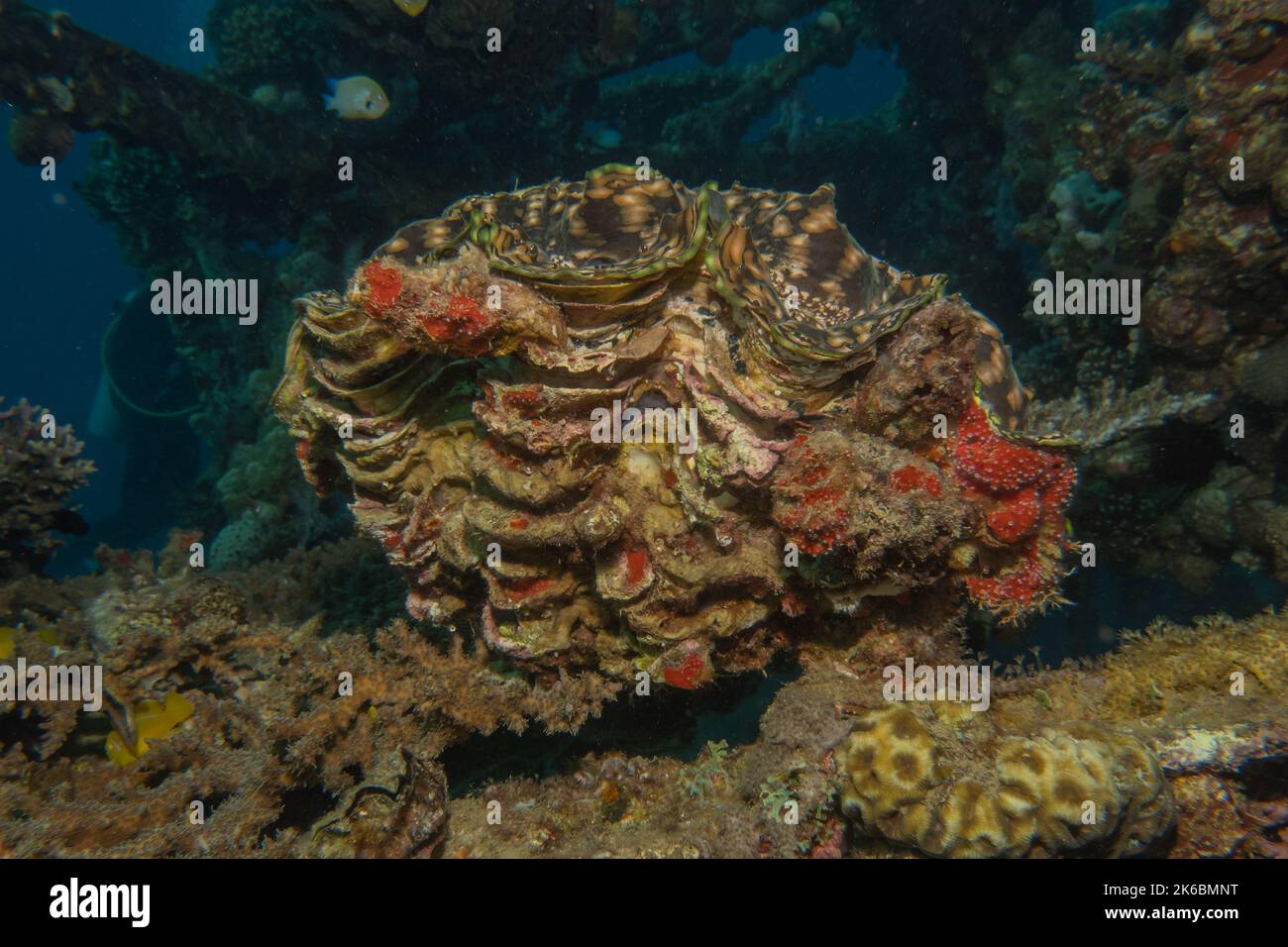 Récif de corail et plantes aquatiques dans la mer Rouge, Eilat Israël Banque D'Images