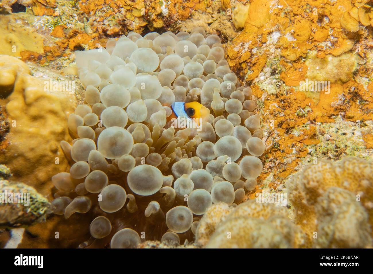 Récif de corail et plantes aquatiques dans la mer Rouge, Eilat Israël Banque D'Images