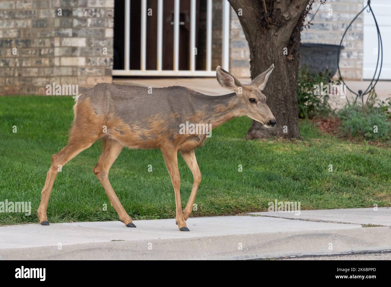 Un cerf mulet vit dans un cadre urbain, naviguant dans un quartier résidentiel de Moab, Utah. Banque D'Images