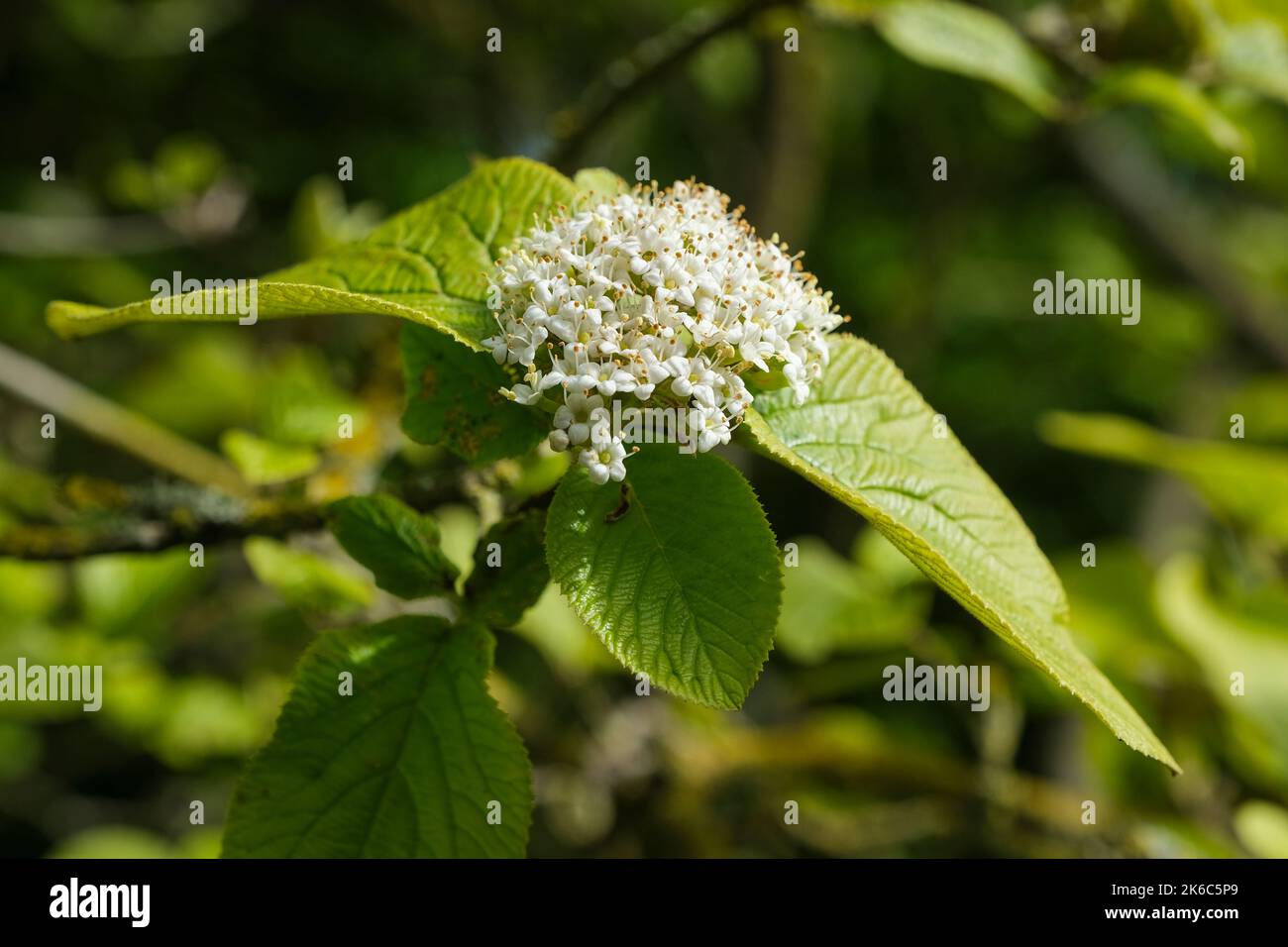 Viburnum lantana 'Aureum', Viburnum lantana 'Auratum', Viburnum aureum. Feuilles jaunes, fleurs crémeuses blanches à la fin du printemps Banque D'Images