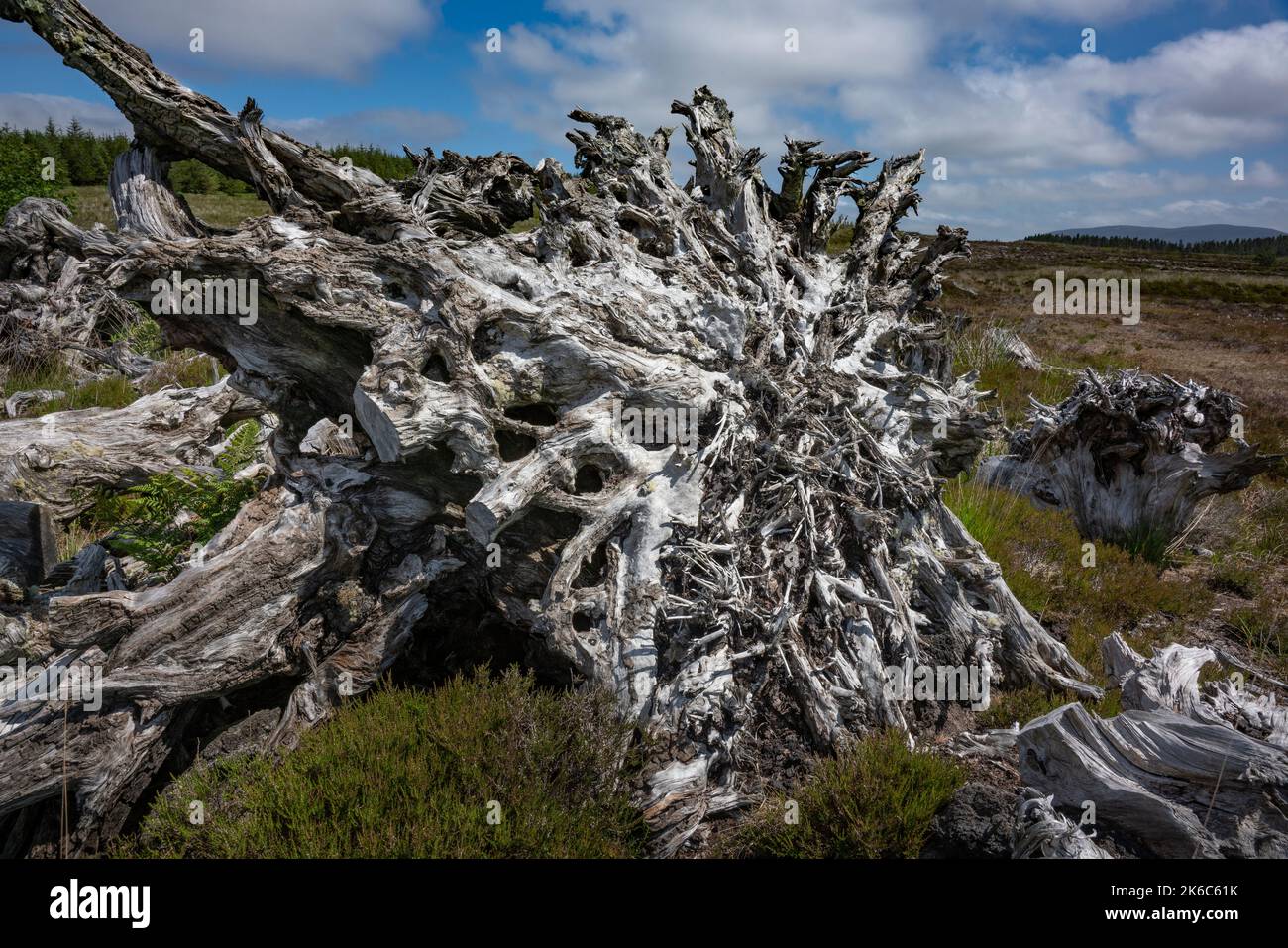 Tourbière coupée à la machine en Irlande. Des souches émergent, des bogs de chêne, des restes d'une forêt qui devait être ici il y a des centaines ou des milliers d'années. Banque D'Images