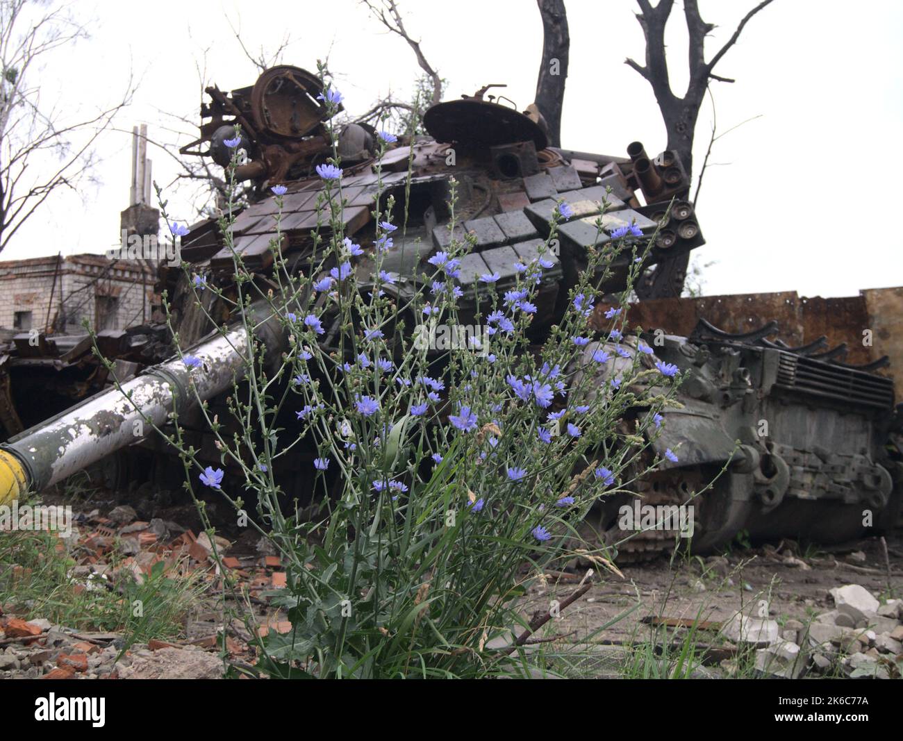 Un char de bataille ukrainien détruit a été abandonné après une attaque des forces russes dans la banlieue de Chernihiv, en Ukraine Banque D'Images