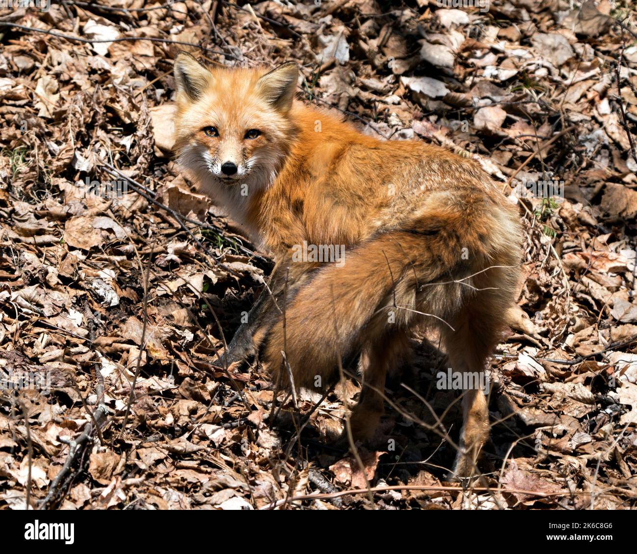 Vue rapprochée du profil du renard roux au printemps montrant la queue de renard, la fourrure, dans son habitat avec un arrière-plan de feuilles brunes. Fox image. Banque D'Images