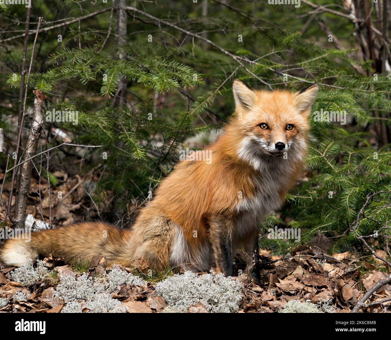 Vue rapprochée du renard roux assis sur de la mousse blanche au printemps, montrant la queue de renard, la fourrure, dans son habitat avec un conifères. Fox image. Banque D'Images