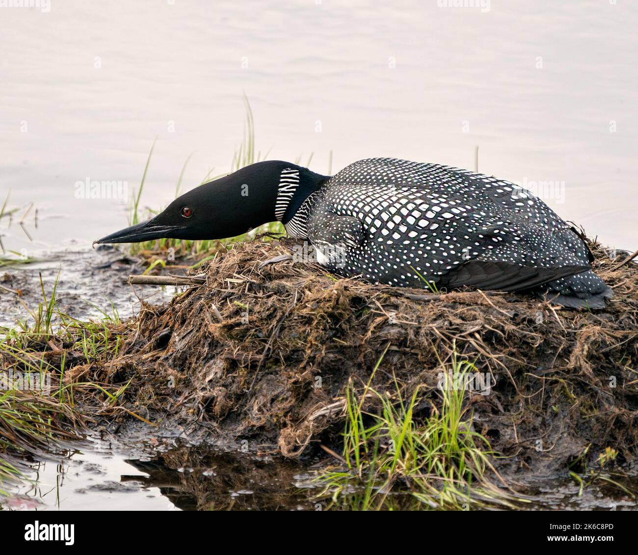 Loon vue rapprochée nichant sur son nid avec des herbes de marais, de la boue et de l'eau au bord du lac dans son environnement et son habitat. Loon sur Nest. Banque D'Images Loon vue rapprochée nichant sur son nid avec des herbes de marais, de la boue et de l'eau au bord du lac dans son environnement et son habitat. Loon sur Nest. Banque D'Images