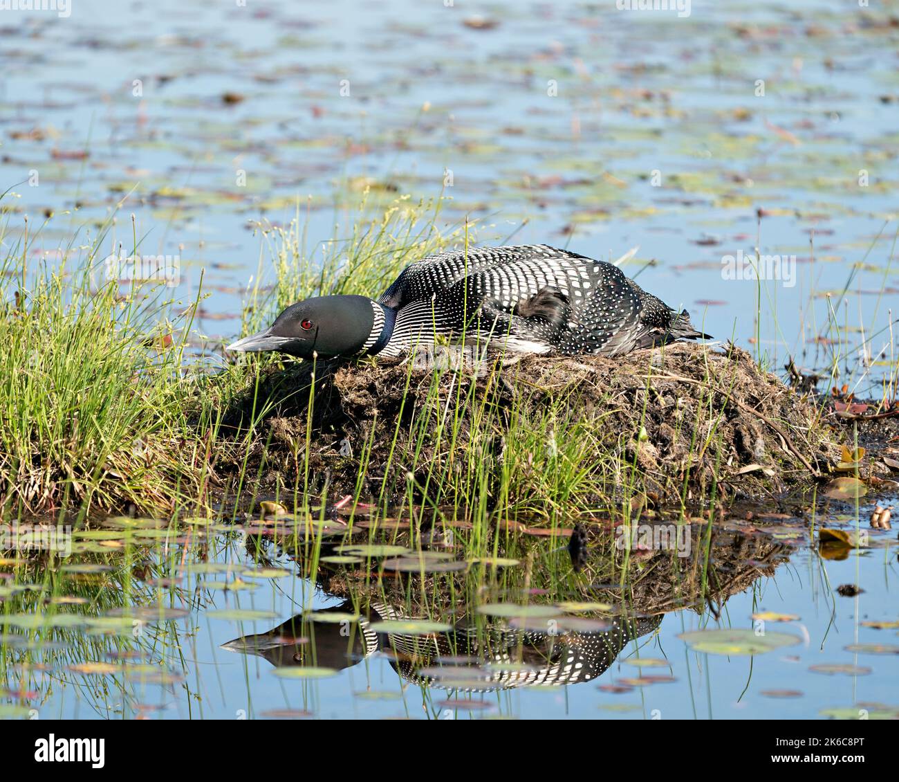 Le Loon commun se repose et garde le nid dans l'eau du marais avec un fond flou dans son environnement et son habitat environnant. Image. Image. Portrait Banque D'Images Le Loon commun se repose et garde le nid dans l'eau du marais avec un fond flou dans son environnement et son habitat environnant. Image. Image. Portrait Banque D'Images