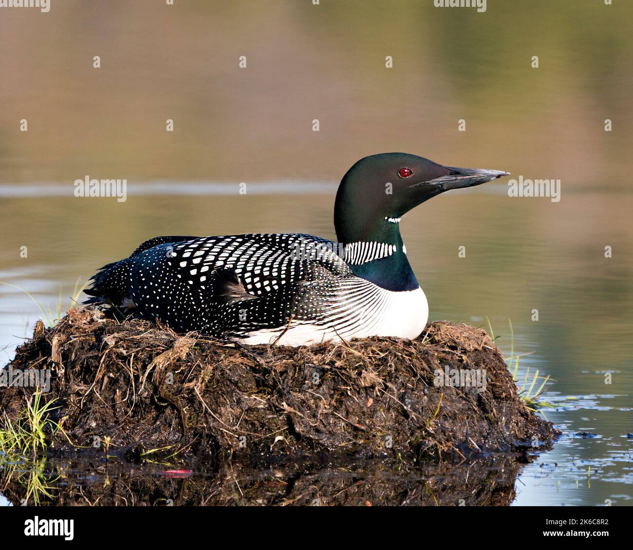 Loon nichant sur son nid avec des herbes de marais, de la boue et de l'eau au bord du lac dans son environnement et son habitat où l'on présente des yeux rouges, des plumes noires et blanches Banque D'Images Loon nichant sur son nid avec des herbes de marais, de la boue et de l'eau au bord du lac dans son environnement et son habitat où l'on présente des yeux rouges, des plumes noires et blanches Banque D'Images