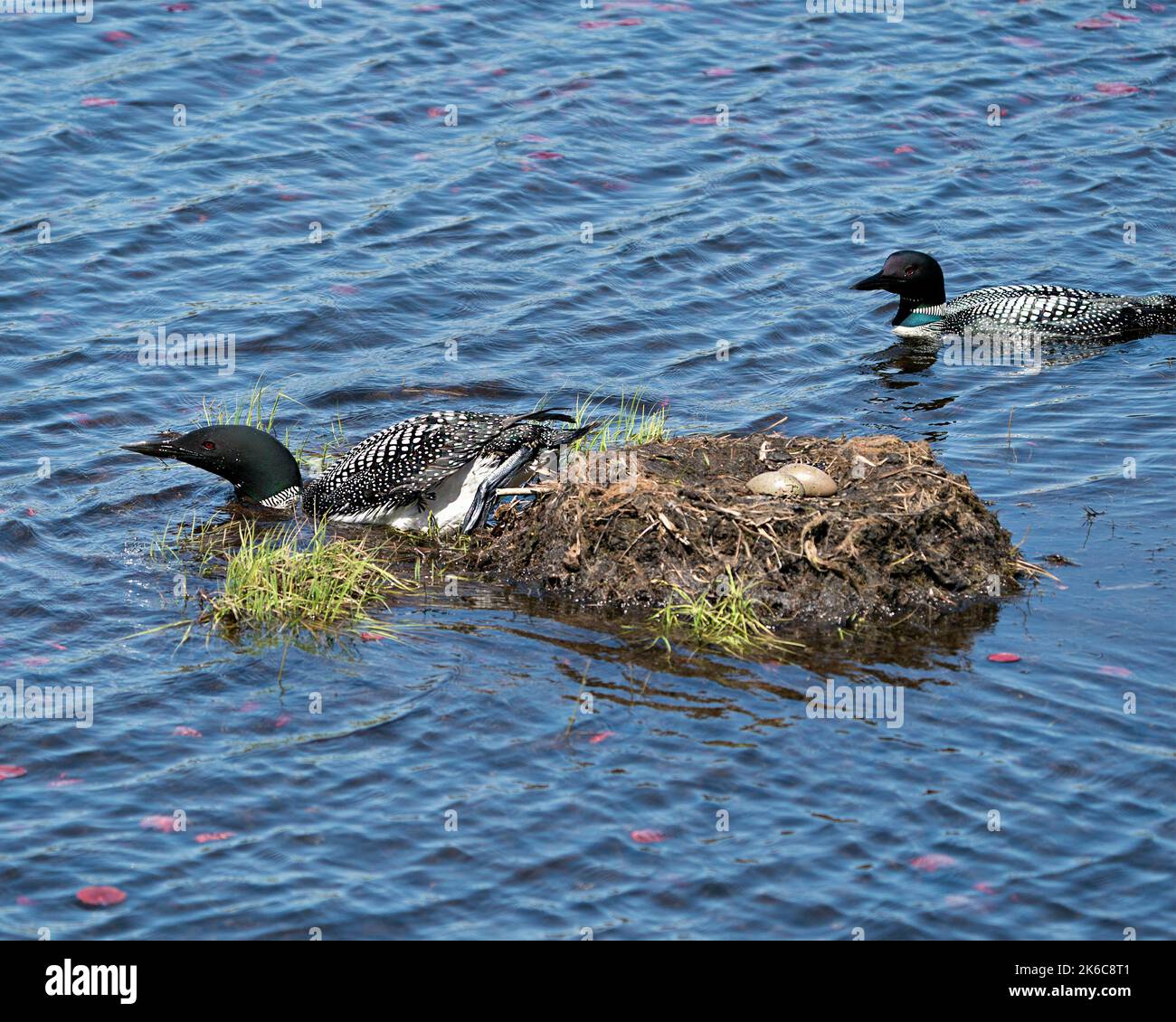 Couple de Loon commun protégeant le nid avec des coussins d'eau de nénuphars dans leur milieu humide et leur habitat. Œufs de Loon. Loon sur l'eau. Banque D'Images Couple de Loon commun protégeant le nid avec des coussins d'eau de nénuphars dans leur milieu humide et leur habitat. Œufs de Loon. Loon sur l'eau. Banque D'Images