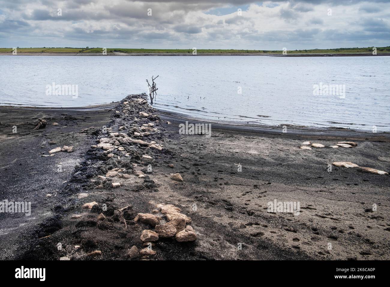 Les restes d'une vieille haie cornouailles exposées par la chute des niveaux d'eau causée par de graves conditions de sécheresse au réservoir du lac Colliford, sur Bodmin Moor In Banque D'Images