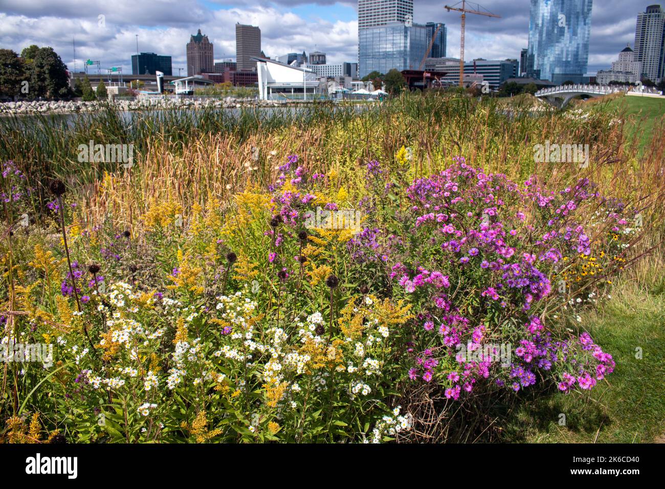 Lakeshore State Park Prairie fleurit avec la ville de Milwaukee en arrière-plan mêlant la nature et la vie urbaine dans un environnement magnifiquement coloré. Banque D'Images