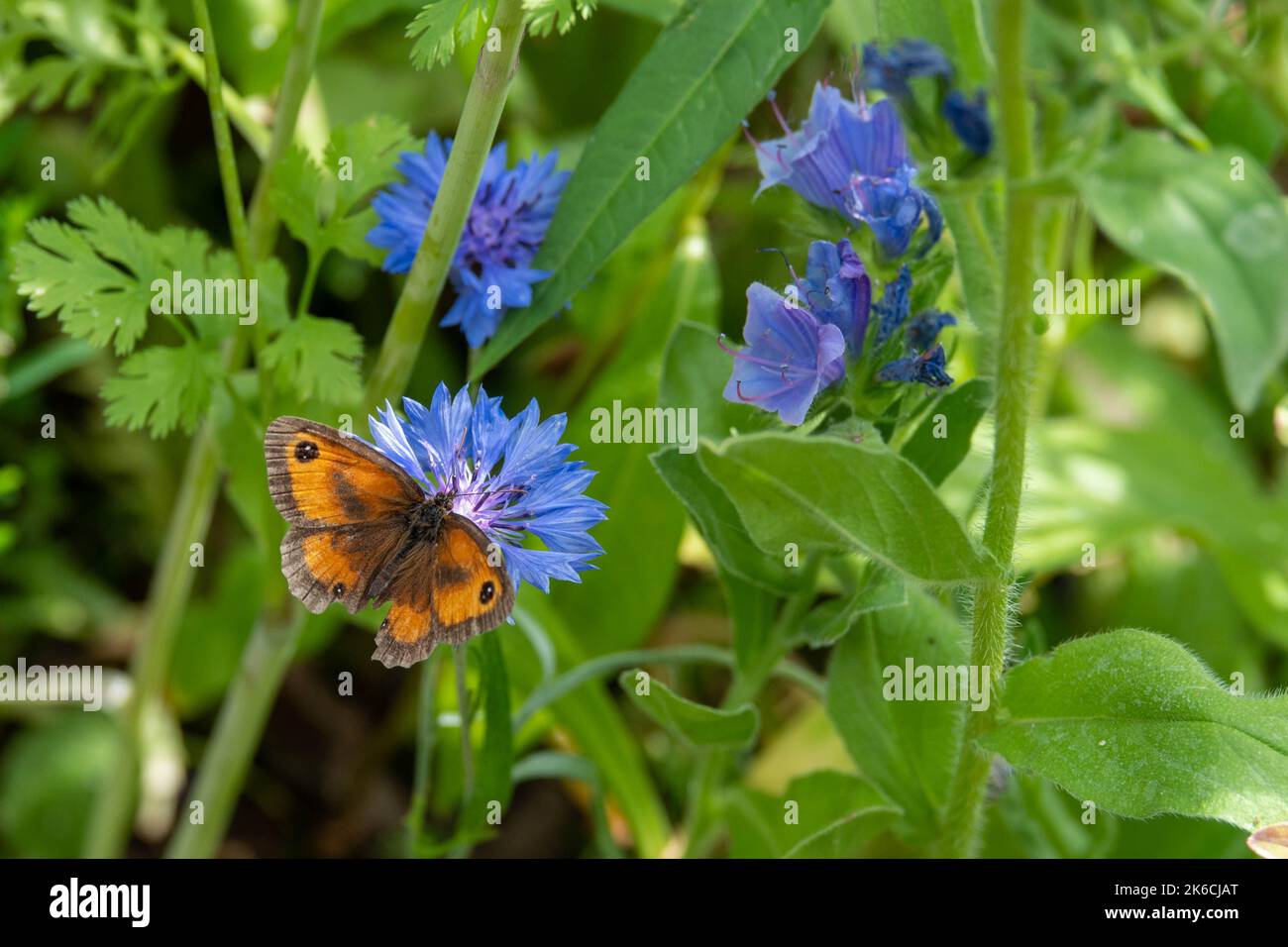 papillon de gardien également connu sous le nom de haie brun sur une fleur de maïs bleu vif Banque D'Images