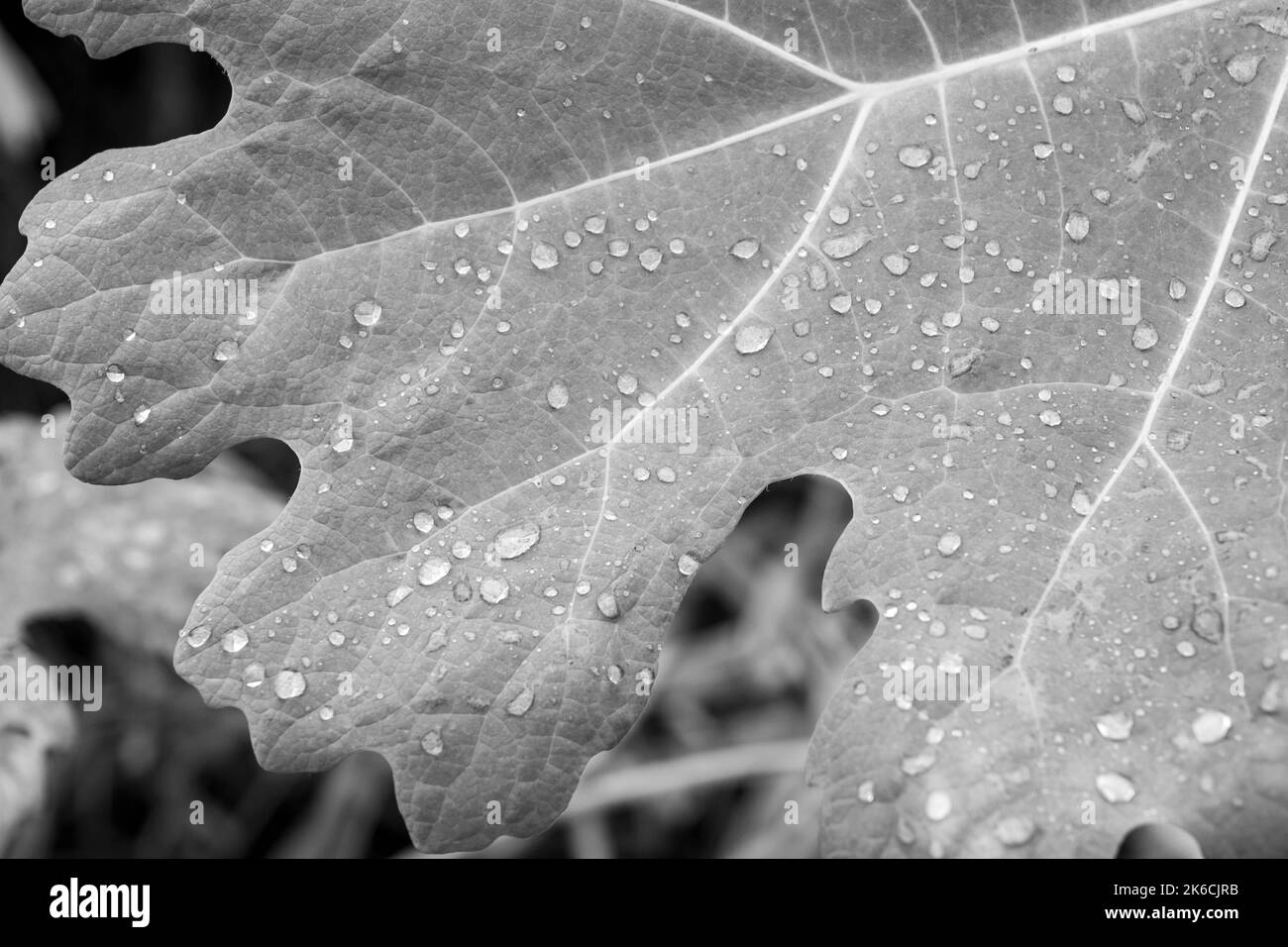 raindrops sur la feuille d'un figuier un symbole de la connaissance éclairement passion et fertilité en noir et blanc Banque D'Images