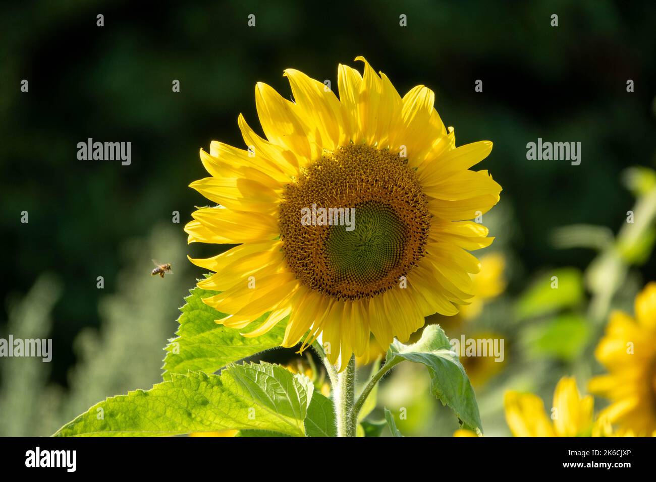 abeille occidentale volant vers un tournesol jaune vif avec un fond vert flou Banque D'Images