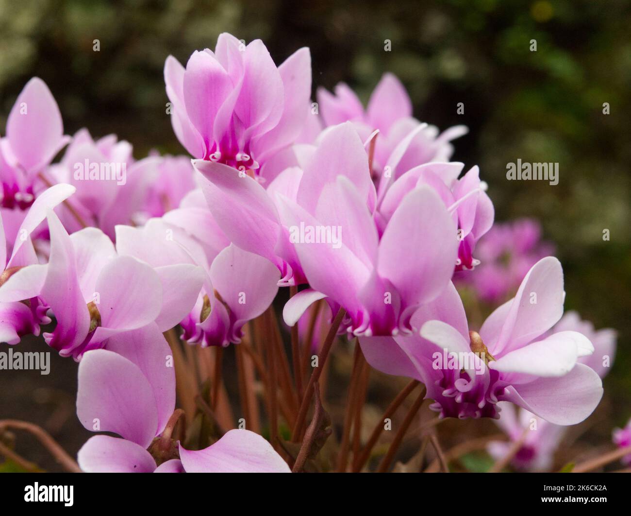 Cyclamen d'automne poussant sous les arbres Banque D'Images