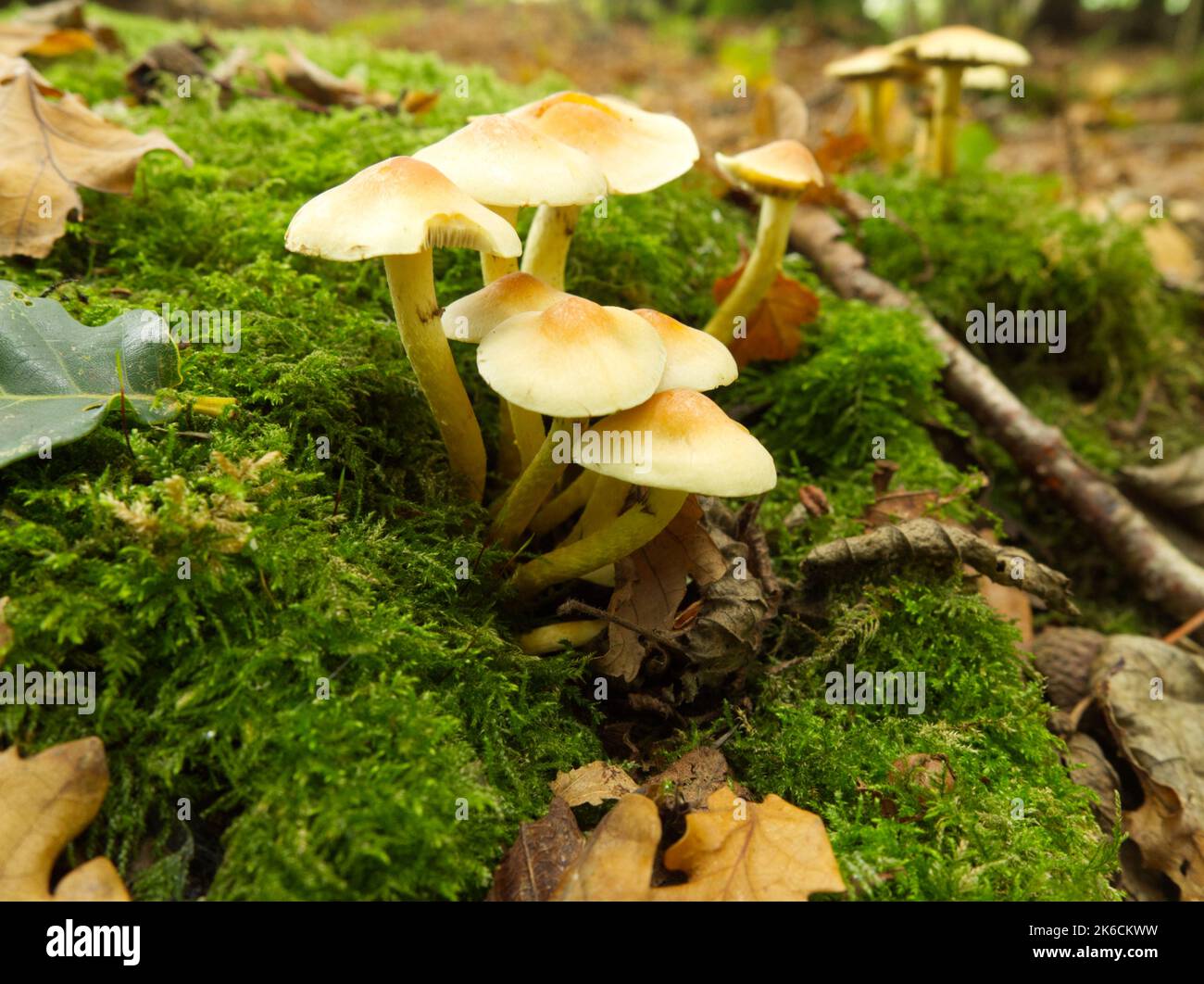 Cluster de funghi dans bois de chêne Banque D'Images