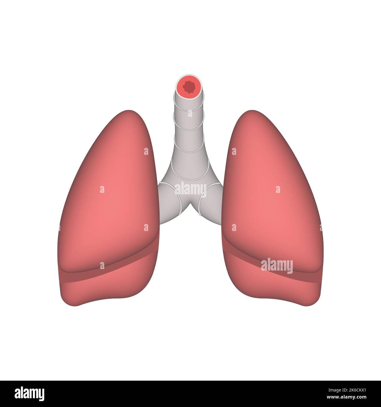 Structure anatomique des poumons humains. Illustration réaliste à 3D vecteurs isolée sur fond blanc Illustration de Vecteur