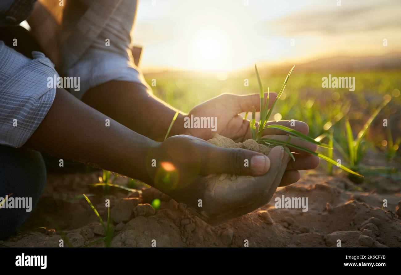 Ces petits sont en croissance plus rapide que prévu, un fermier tenant le sol. Banque D'Images