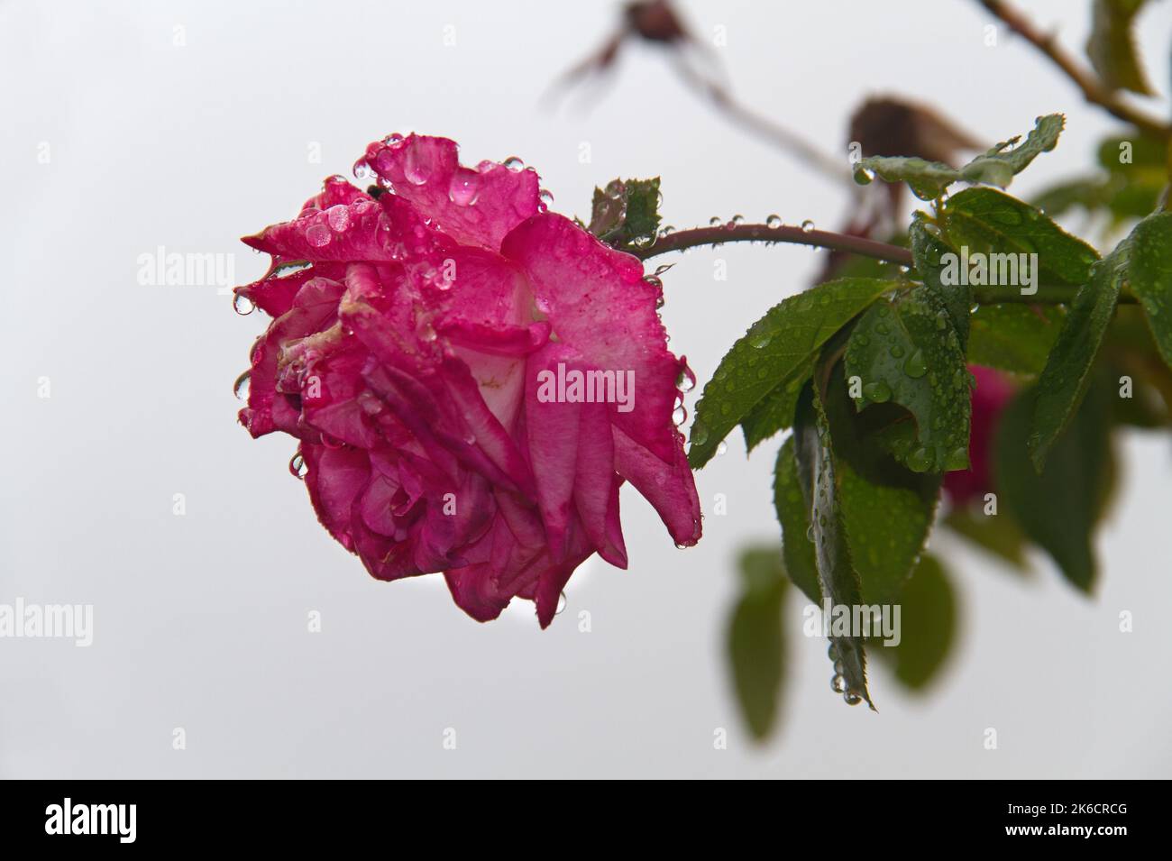 Rose rouge unique sous la pluie, recouverte de gouttes d'eau Banque D'Images