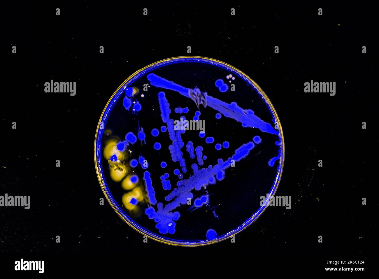 colonies de bactéries dans une boîte de petri sous lumière ultraviolette Banque D'Images