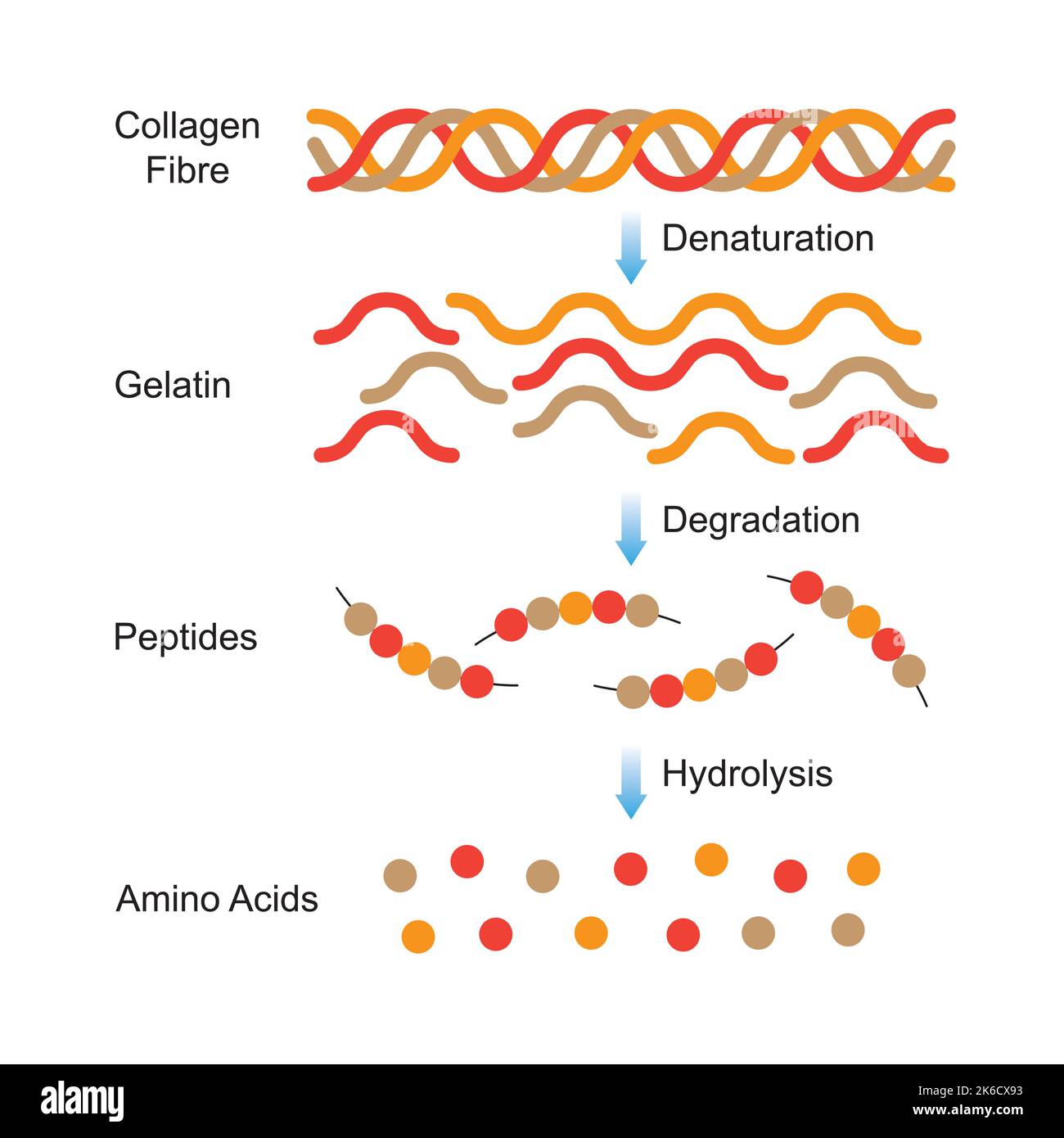 Conception scientifique de la dénaturation et de la dégradation du collagène. Formation d'acides aminés à partir de la molécule de collagène. Symboles colorés. Illustration vectorielle. Illustration de Vecteur