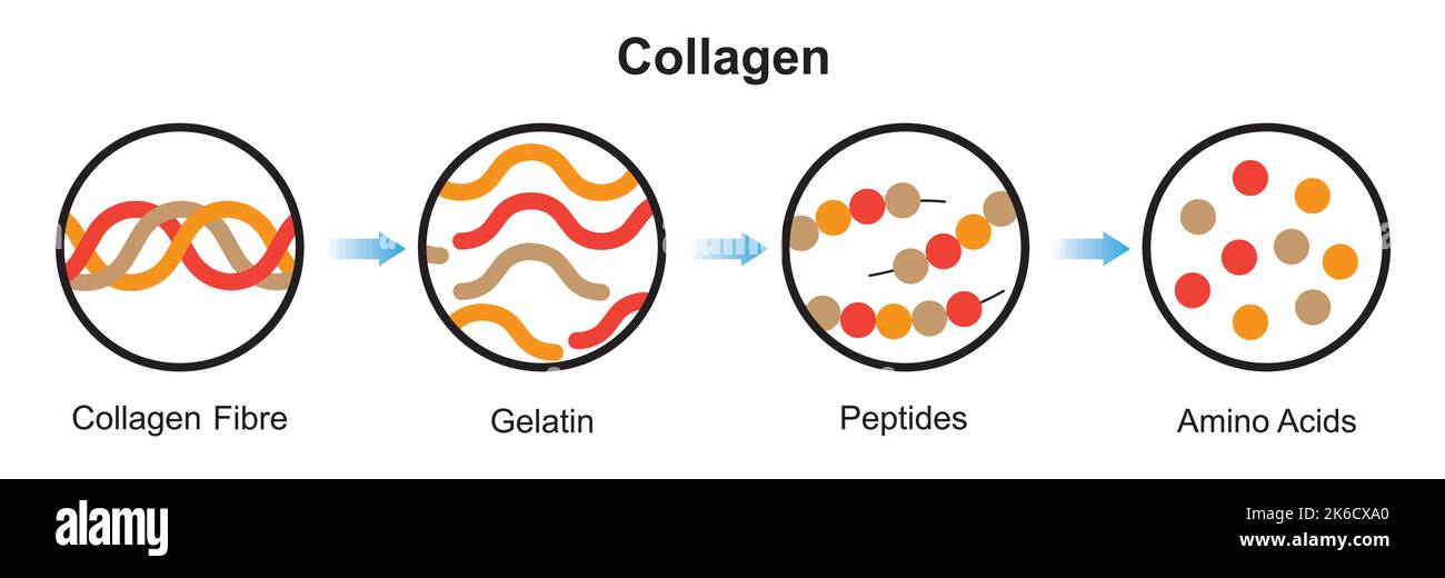 Conception scientifique de la dénaturation et de la dégradation du collagène. Formation d'acides aminés à partir de la molécule de collagène. Symboles colorés. Illustration vectorielle. Illustration de Vecteur