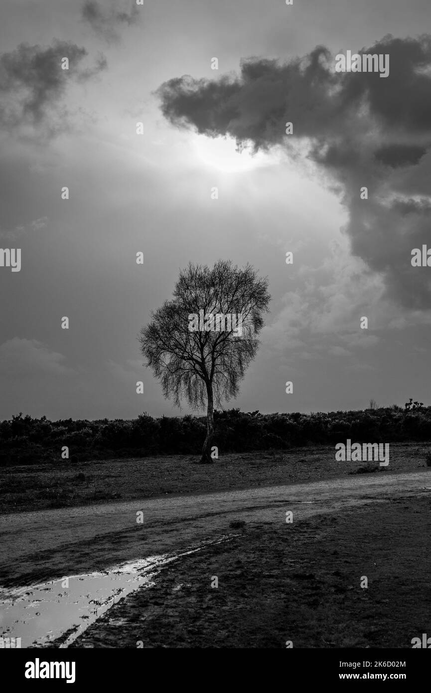 Arbre solitaire, rétroéclairé avec nuage de tempête au-dessus et eau au-dessous. Paysage noir et blanc. Banque D'Images