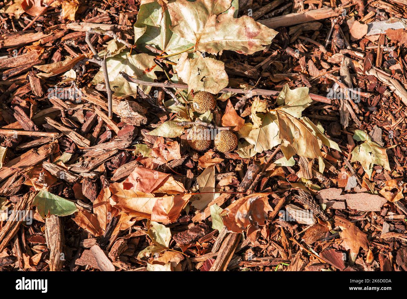 matières organiques sur le sol en automne. Feuilles et branches séchées Banque D'Images