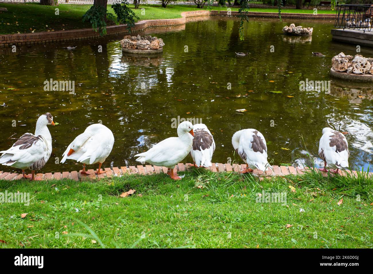 six canards prêtant des plumes par l'étang Banque D'Images