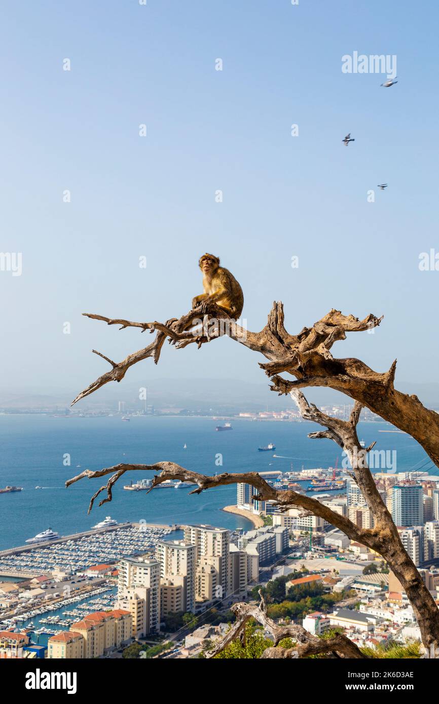 Singe macaque de Barbarie assis sur une branche à la Haye qui surplombe la baie de Gibraltar, la réserve naturelle d'Upper Rock, Gibraltar Banque D'Images