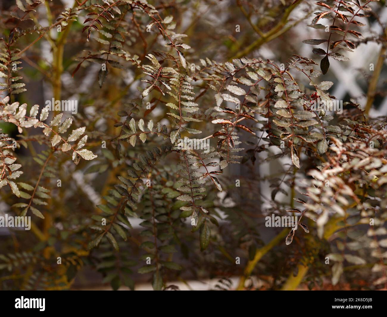 Gros plan sur les feuilles pourpres foncé de l'arbuste à feuilles caduques Zanthoxylum pipéritum Kuro-Funes. Banque D'Images