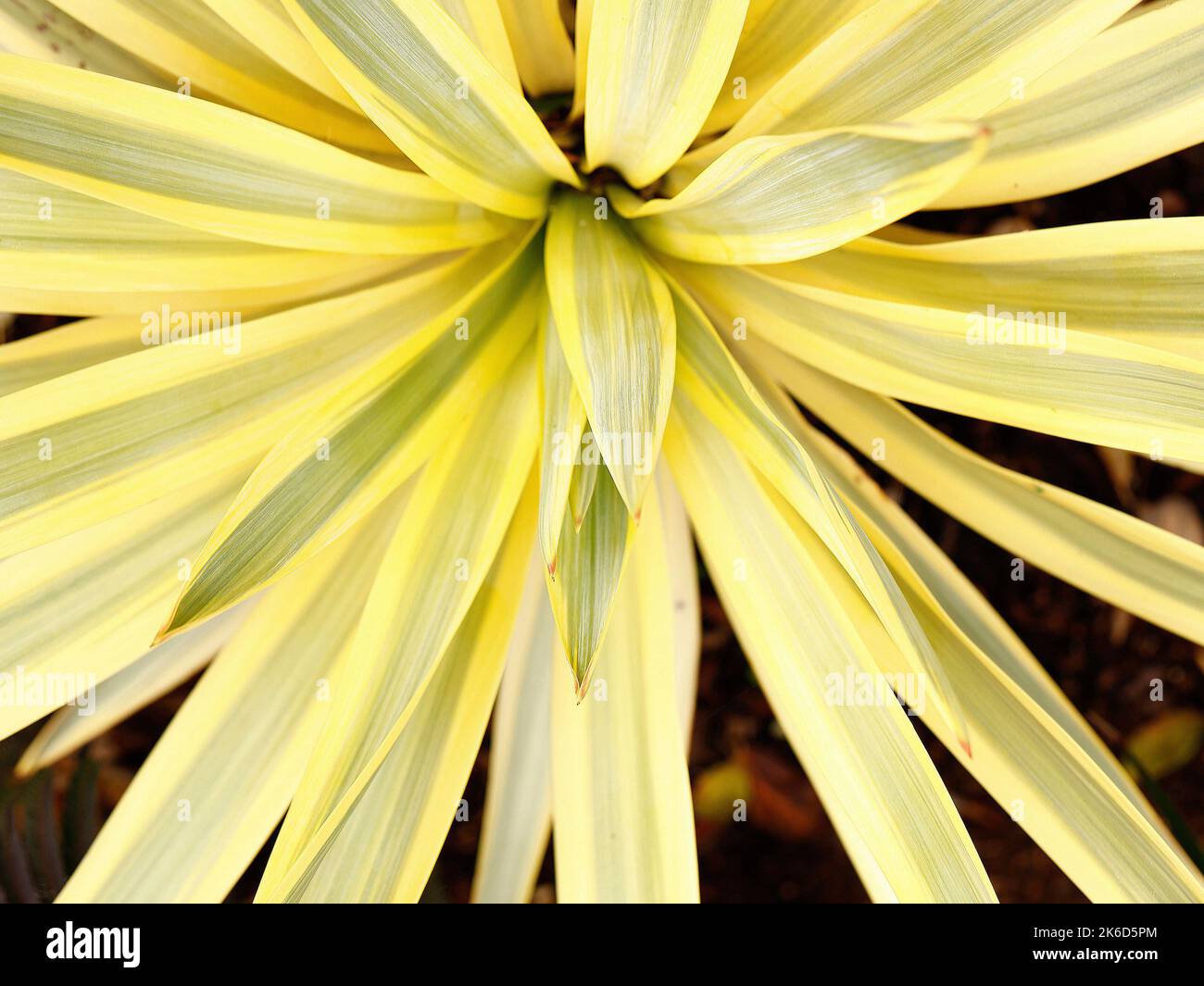 Gros plan sur les feuilles ornementales semi-robustes et persistantes de la plante de jardin Yucca gloriosa Bright Star Walbristar ou le poignard espagnol. Banque D'Images