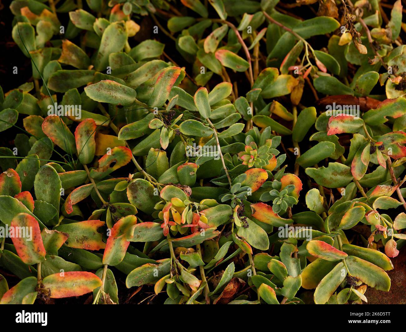 Gros plan de la plante indigène arctique et vivace de stonecrop, Rhodiola rosea. Banque D'Images