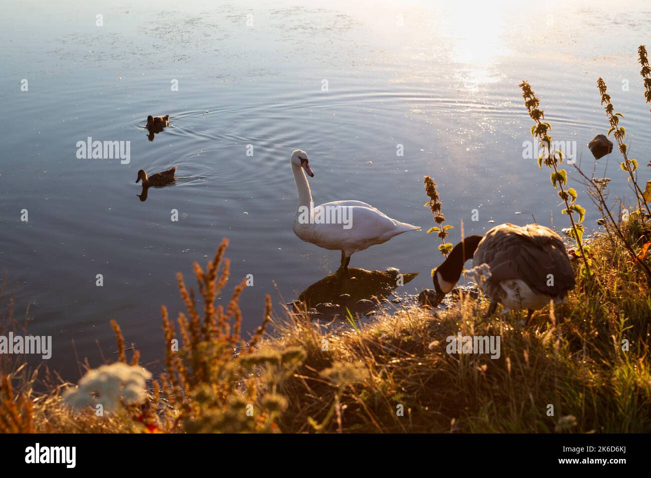 Canards et cygnes au lever du soleil sur le lac Linlithgow. La peau. Banque D'Images