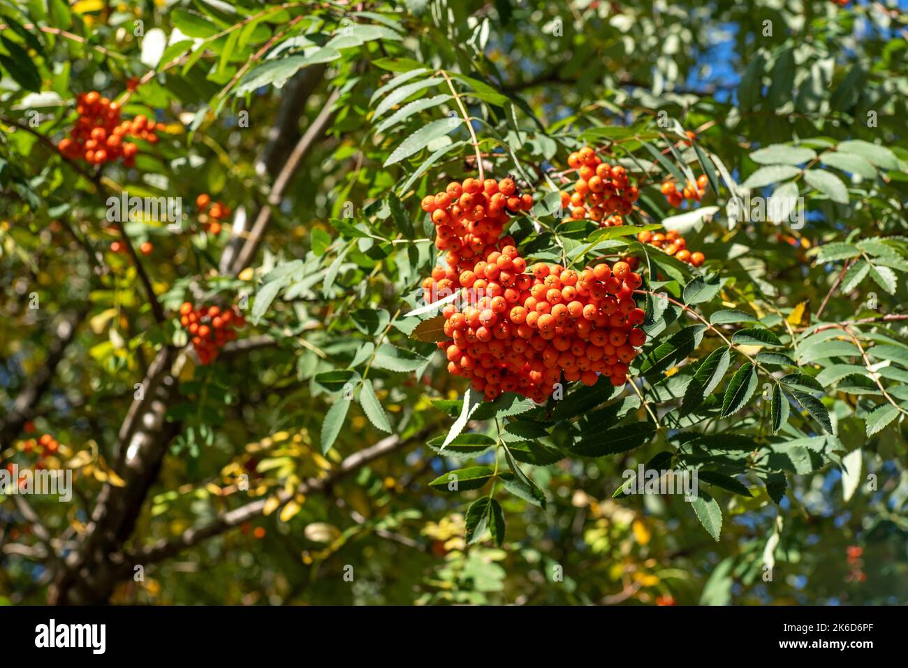 Des groupes de rowan balancent dans le vent. L'arbre de Rowan se branche contre le ciel bleu par une journée ensoleillée. Nature. Récolte de baies rouges et orange. Plante médicinale. Frêne de montagne - Sorbus européen aucuparia. Banque D'Images