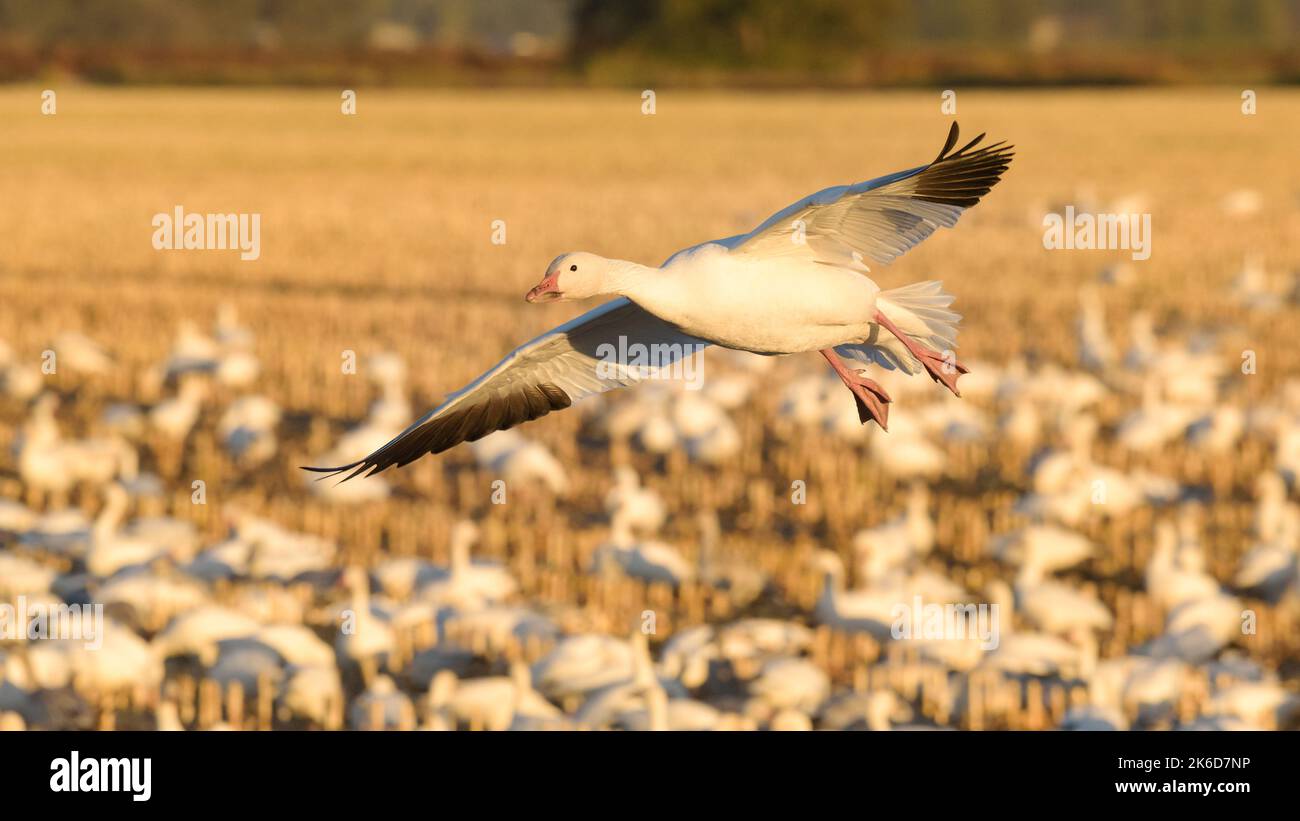 Snow Goose se balançante au-dessus d'un champ d'automne doré pour rejoindre le troupeau sur le sol dans la lumière du coucher du soleil avec les ailes s'étaler Banque D'Images